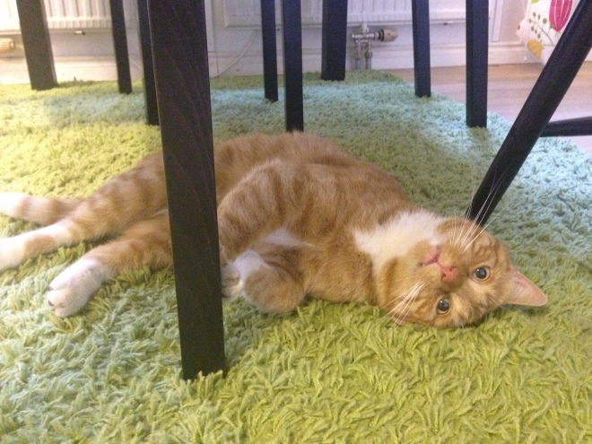 Vår fina katt Diego myser under köksbordet - äntligen hemma efter 28 dagar.
